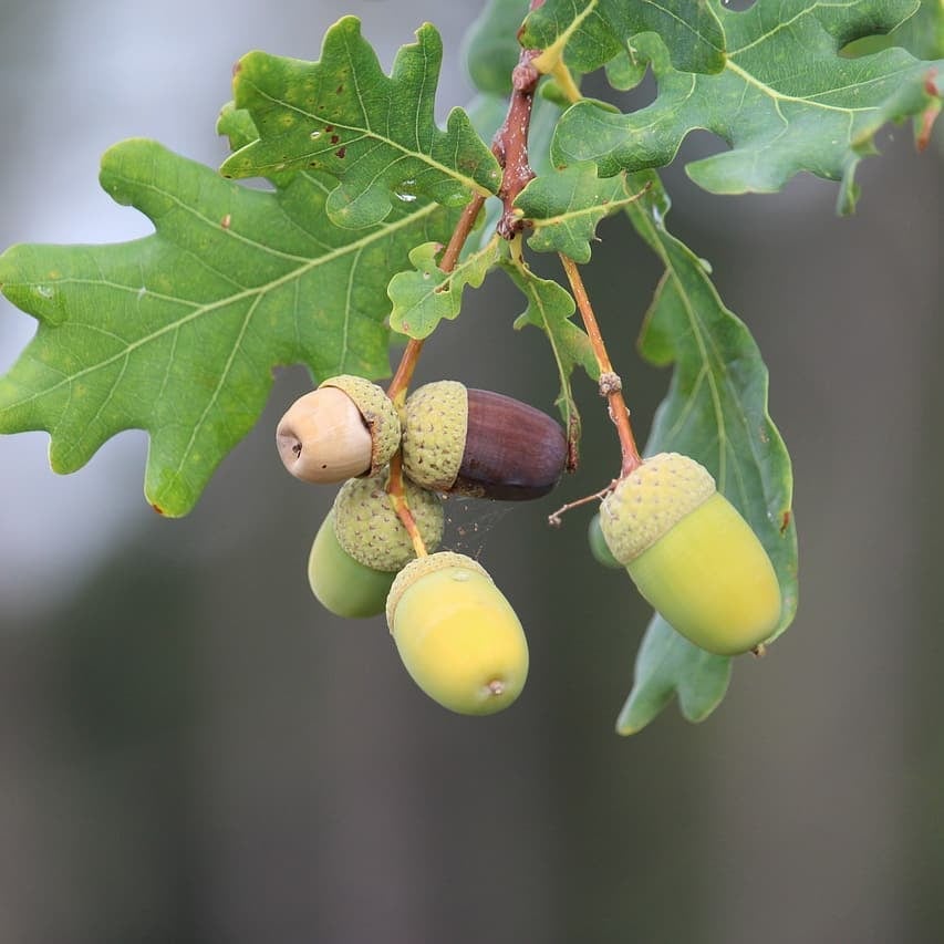 Hondenweetje : eikels