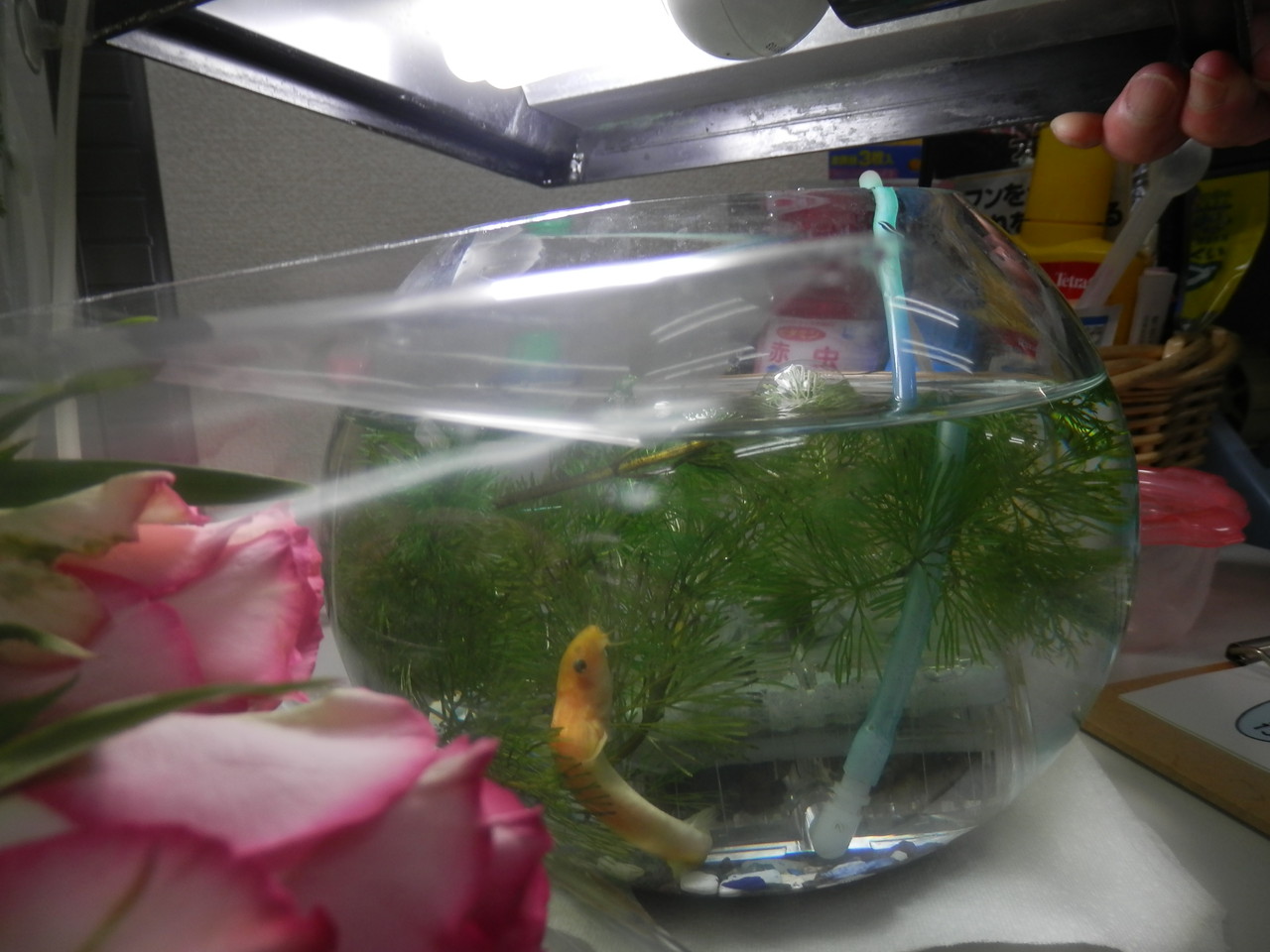 野田総理の佐倉のどじょう