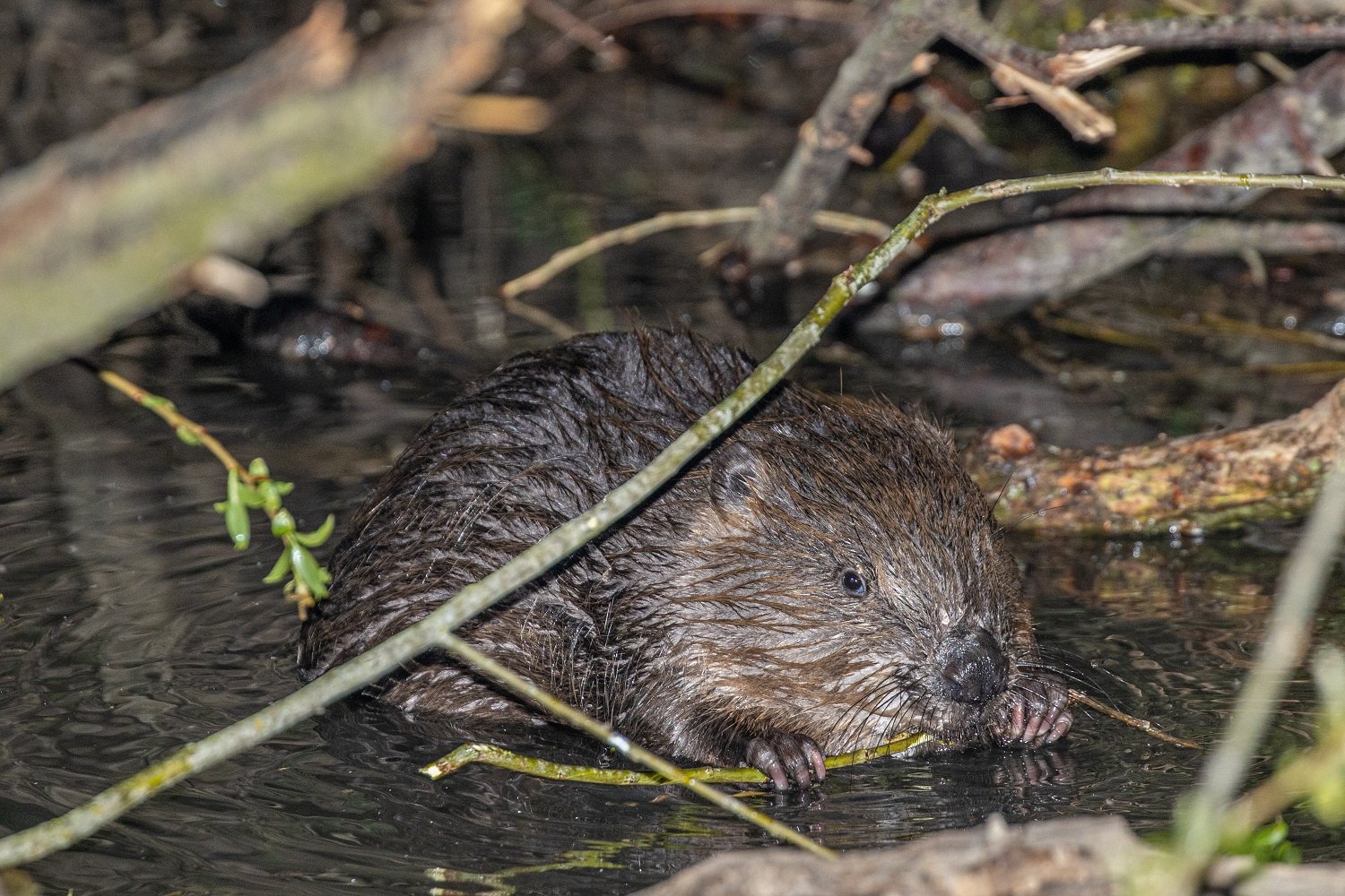 Europäischer Biber, Castor fiber - Hartl Andreas _LBV Bildarchiv