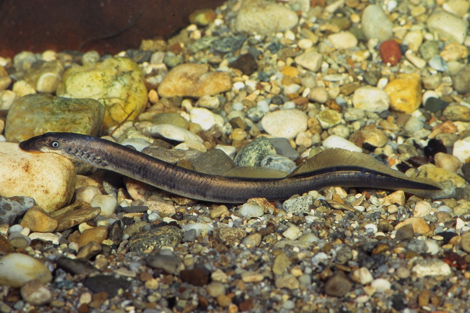 Bachneunauge - Hartl Andreas _LBV Bildarchiv