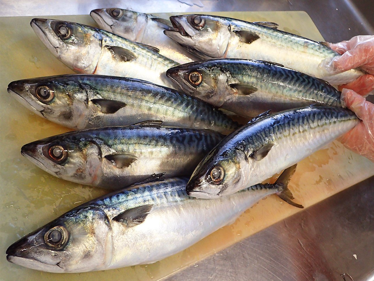 宮城県産の真鯖を仕込みます。