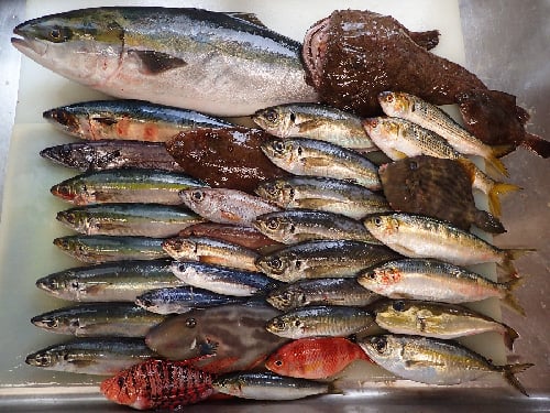 世田谷区　美味しいお寿司　出前