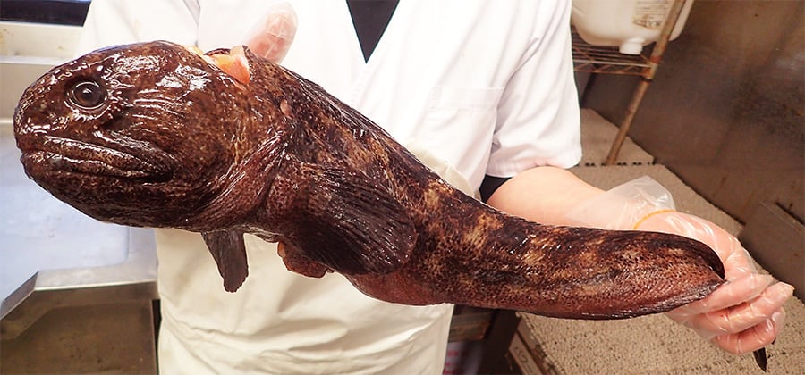 北海道からオオカミウオ届きました！