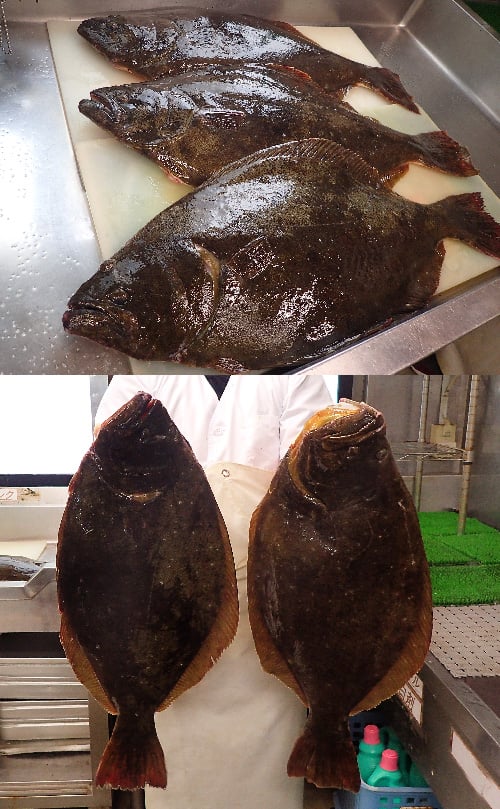 平目　ヒラメ　石巻　寿司