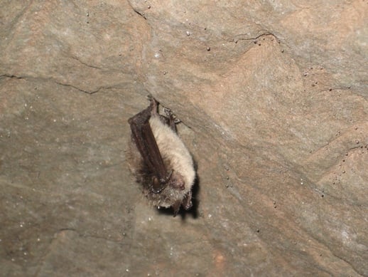 Nymphenfledermaus, Jana Stepanek