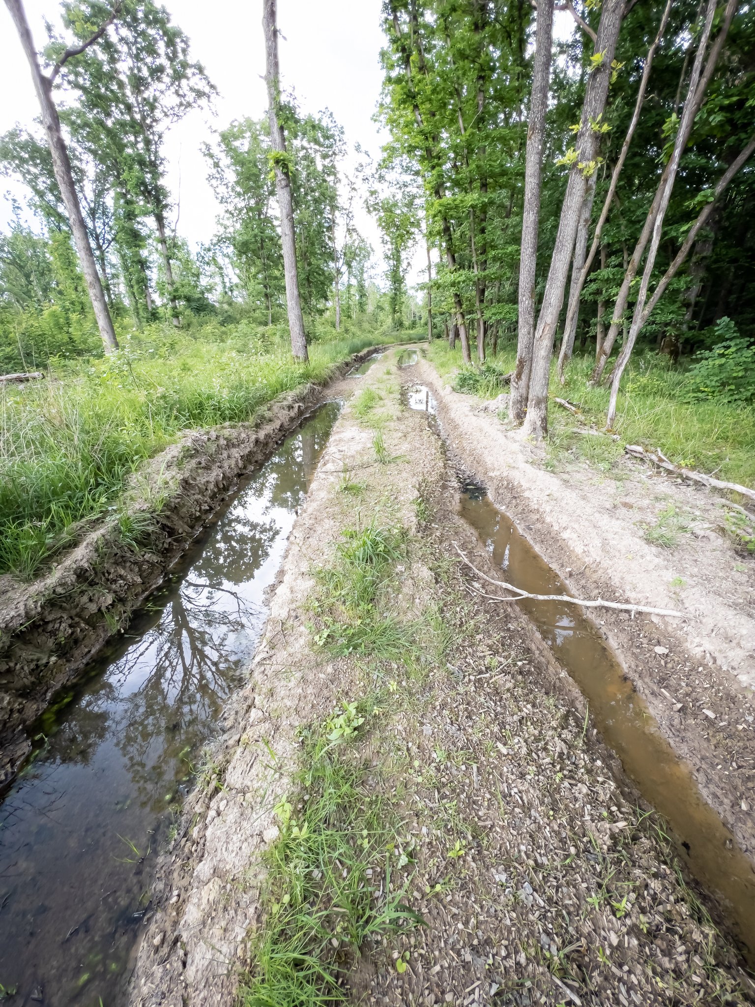 Ein charakteristisches Habitat der Gelbbauchunke   Foto © Siegfried Klafschinski
