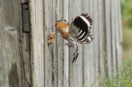 © Dieter Hopf, LBV Bildarchiv