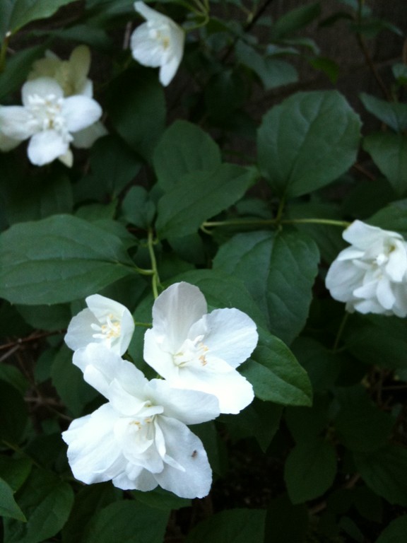 やっとやっと咲いたうつぎ