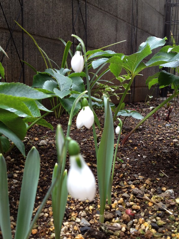 スノードロップ