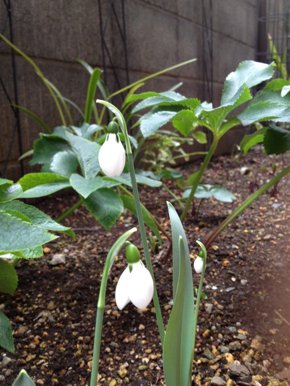 スノードロップ