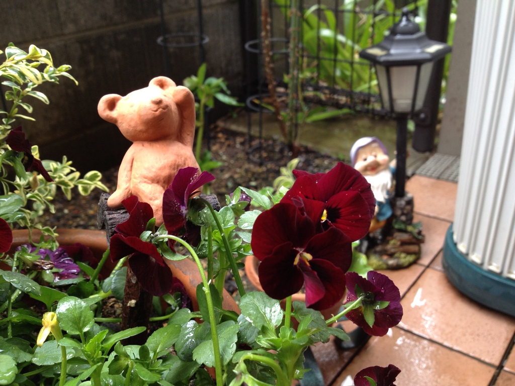 くまさんとビオラ