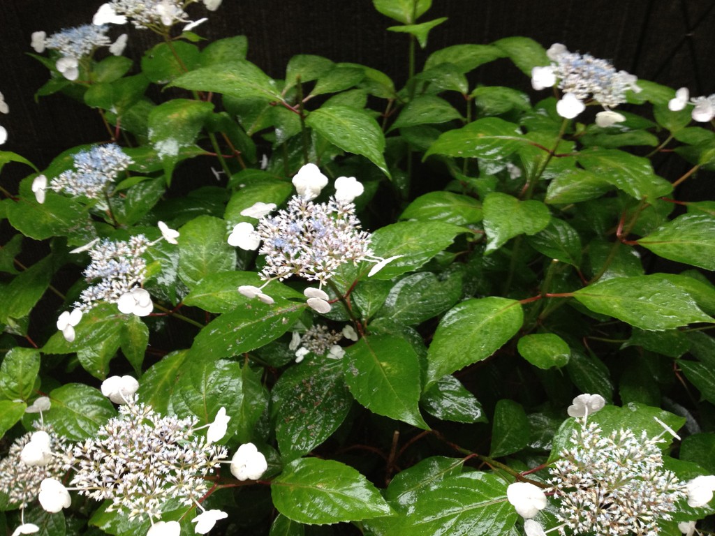 甘茶（アジサイ）