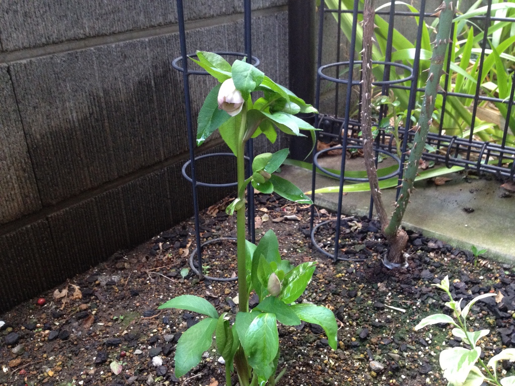 クリスマスローズ2