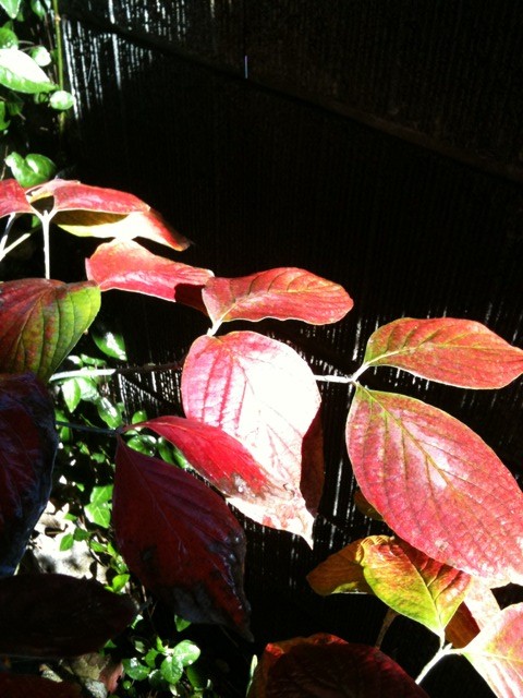 はなみずきの秋