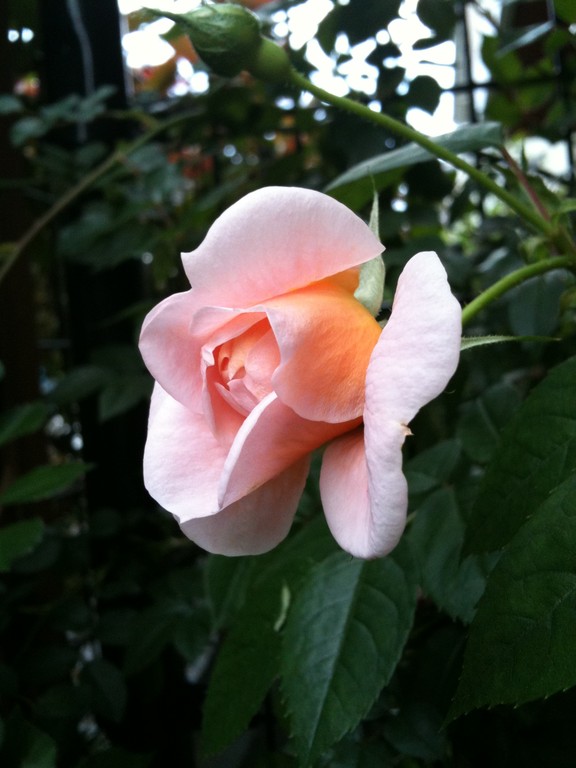 やっと咲いたバラ