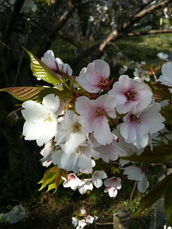 お台場のさくら2