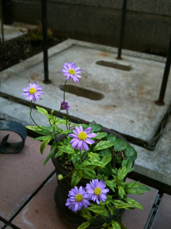 毎年忘れずに咲いてくれます