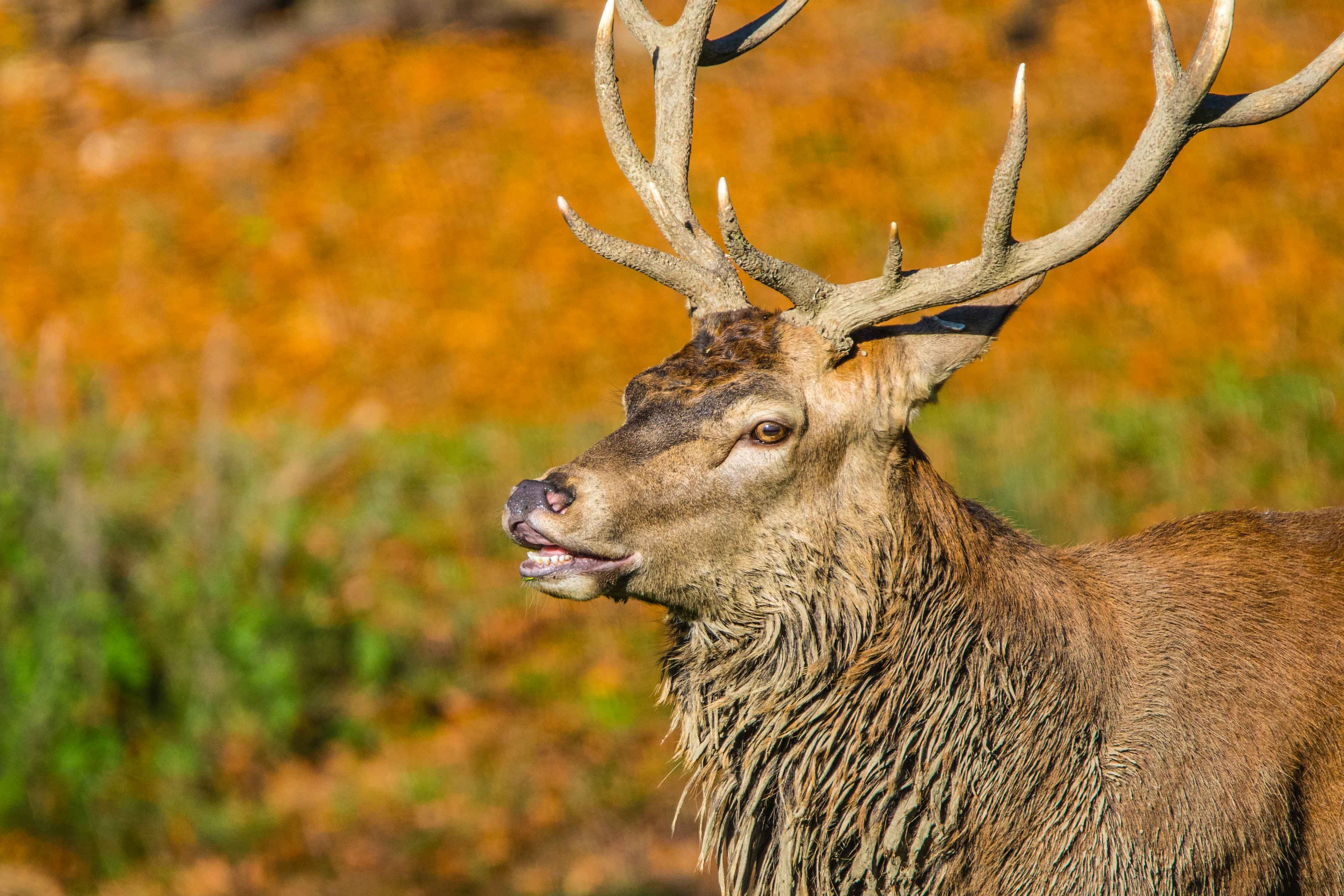 Hirsch im Tierpark Langnau