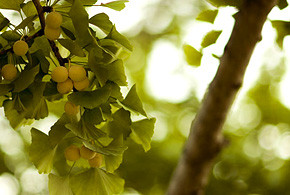 ギンナンが実った銀杏