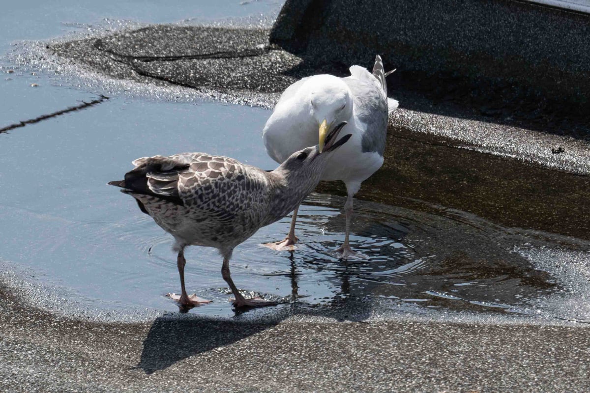 Ein neuer Brutvogel in der Region: die Silbermöwe