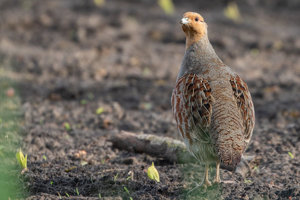 Vom Rebhuhn gibt es noch etwa 4.000 Reviere in Niedersachsen. Wenn es nicht zu den nächsten ausgestorbenen Hühnervogelarten in Norddeutschland zählen soll, müssen die Lebensbedingungen für diese Art deutlich verbessert werden. Foto: Friedemann Arndt
