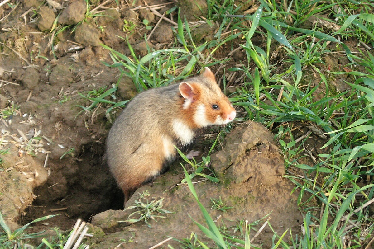 Der Feldhamster ist in unserer Region seit den 1980er Jahren nahezu ausgestorben und sogar weltweit bedroht. Foto: Agnieszka Szeląg (CC BY-SA 3.0)