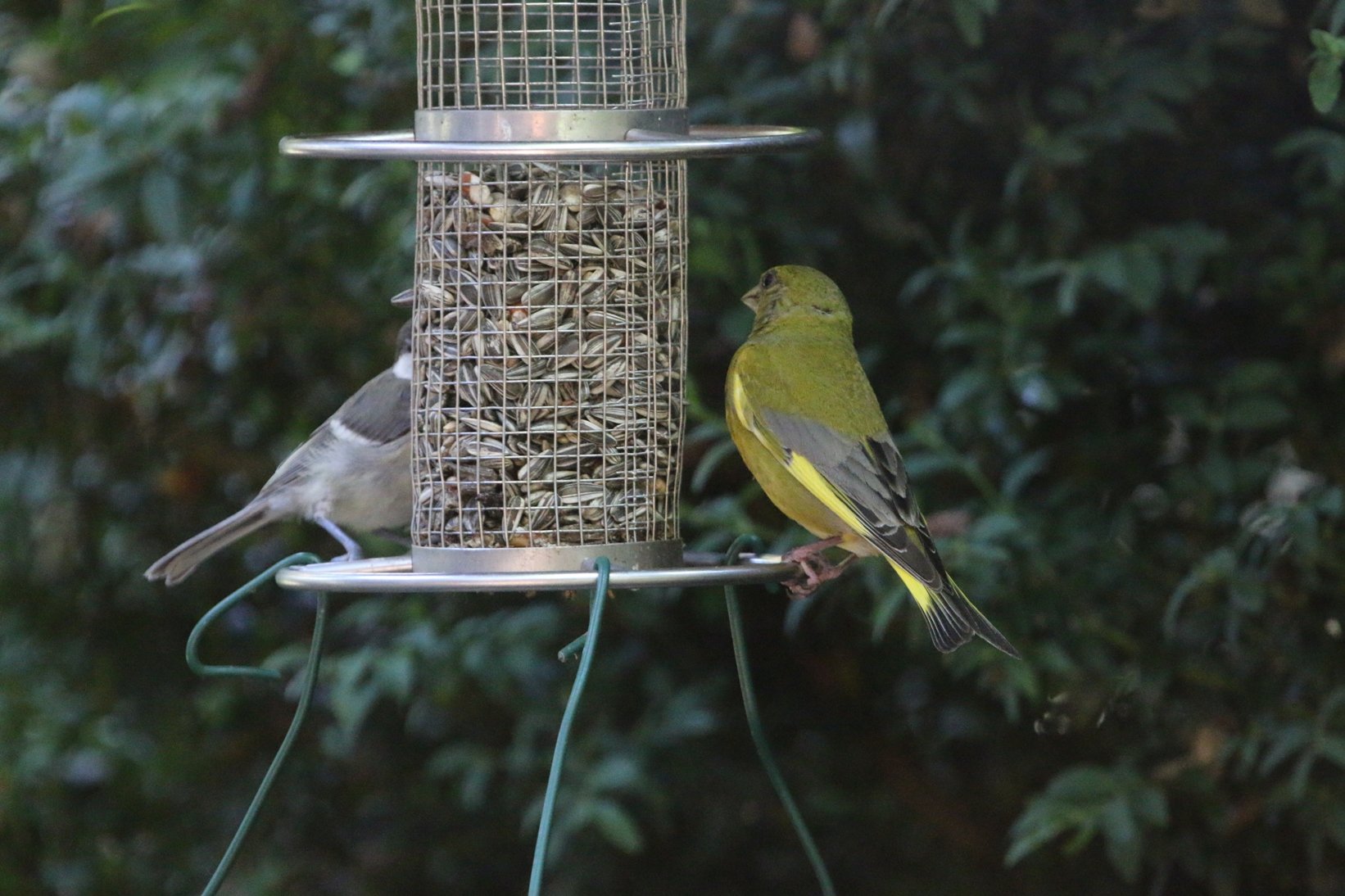 Grünfink: Aber hallo, nun bist du doch da !  (Foto: Hermann Kunze)
