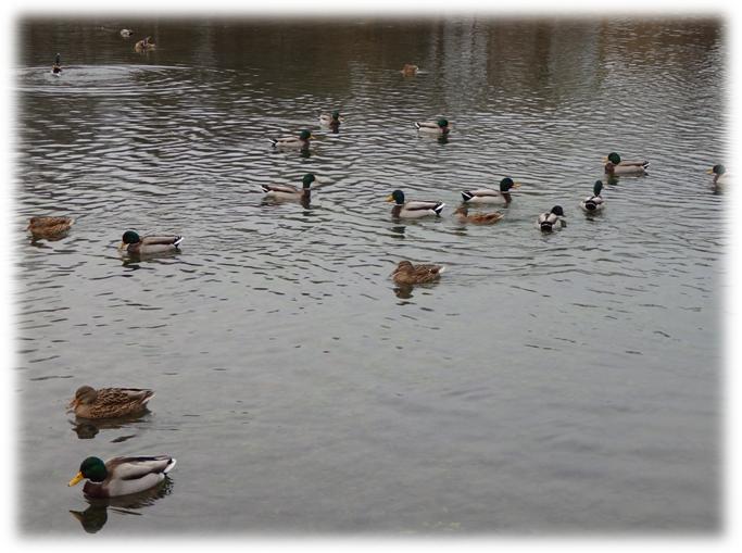 Stockenten in der Neuen Welt Memmingen (Foto: Thomas Stange)