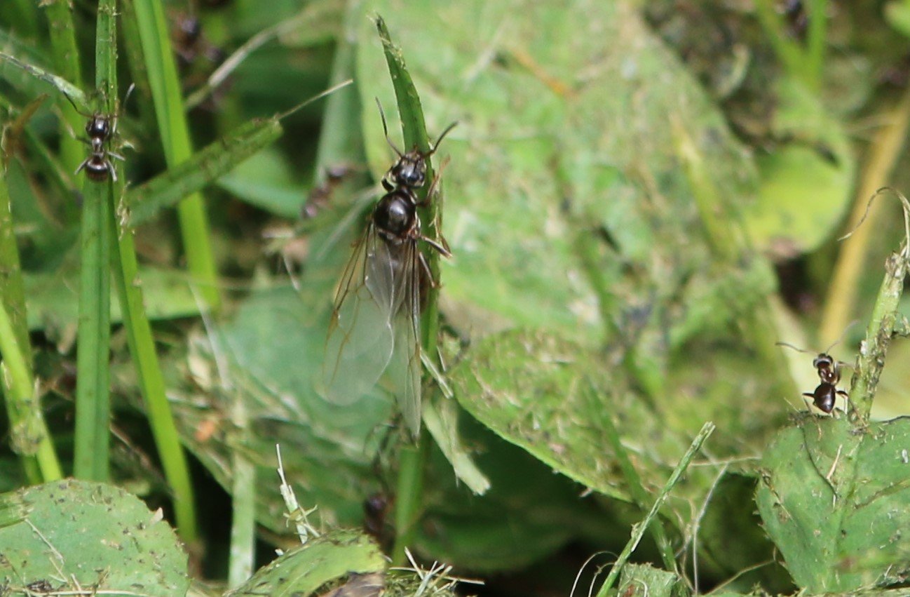 Fliegende Ameisen, das sind geschlechtsreife Männchen und Weibchen, Arbeiter- und Soldatenameisen bekommen keine Flügel. Nach kurzem Flug und der Paarung werden die Flügel abgestoßen. (Foto: Hermann Kunze)
