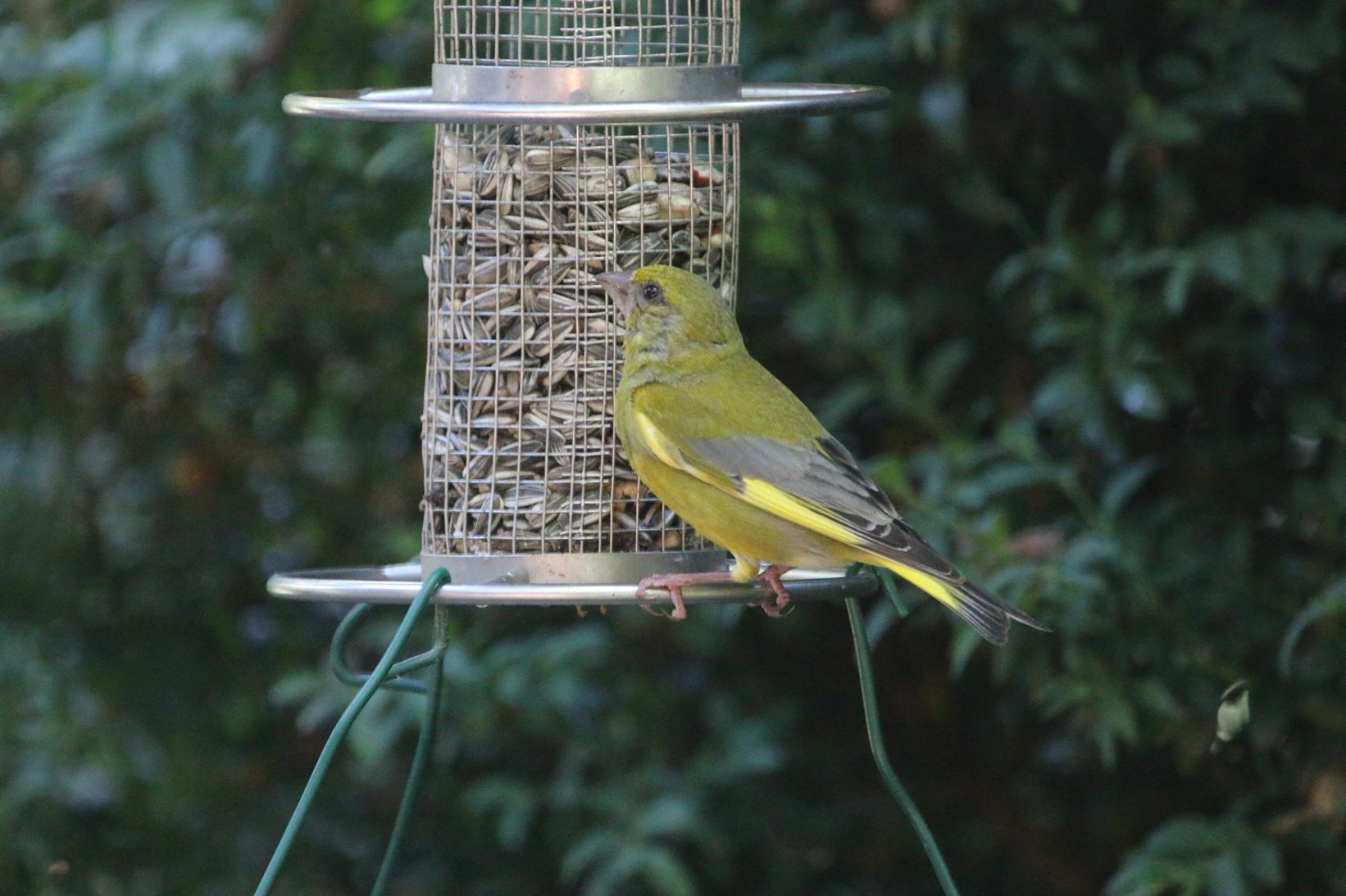 Grünfink: Die Welt ist wieder in Ordnung. (Foto: Hermann Kunze)