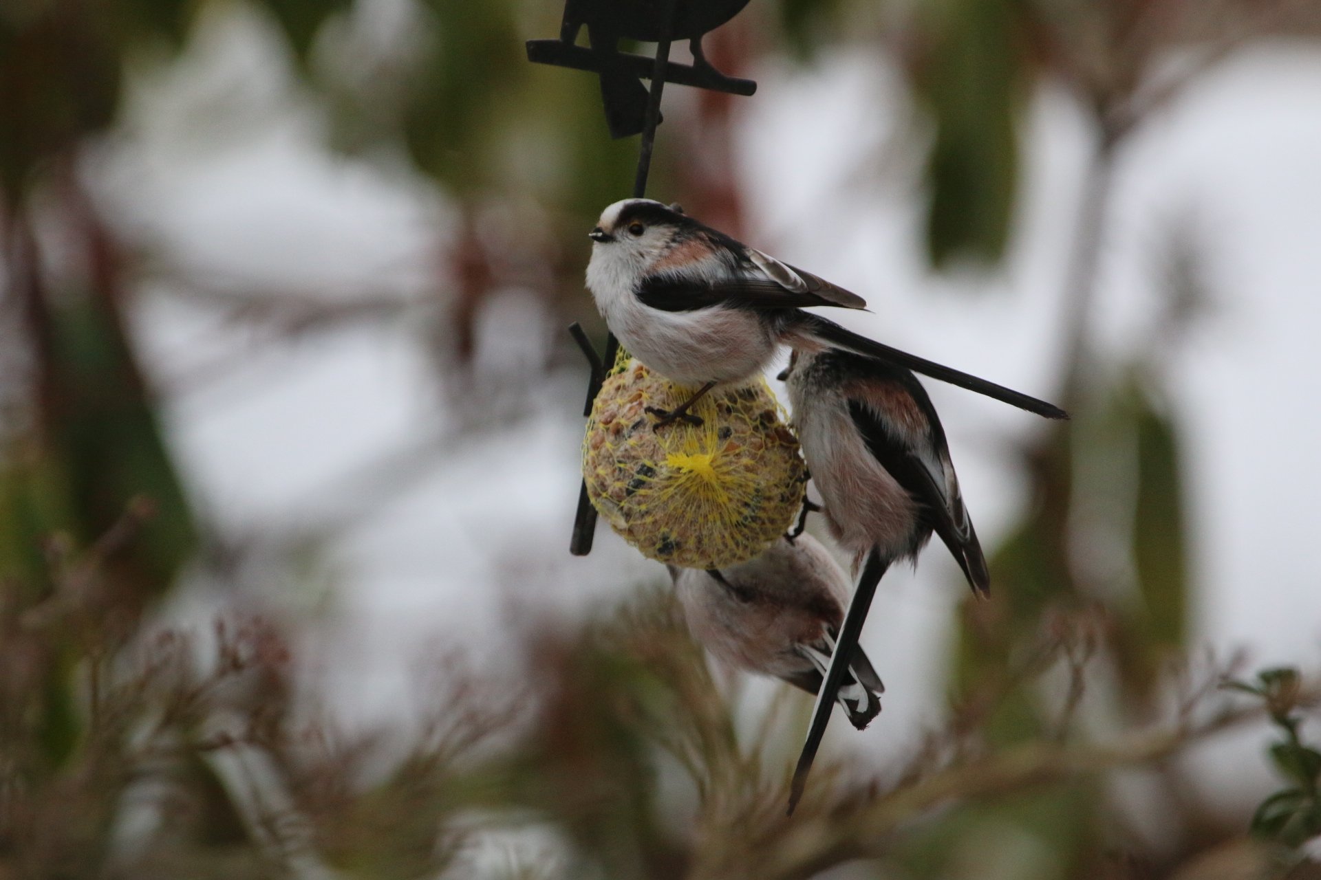 Schwanzmeisen (Foto: Hermann Kunze)
