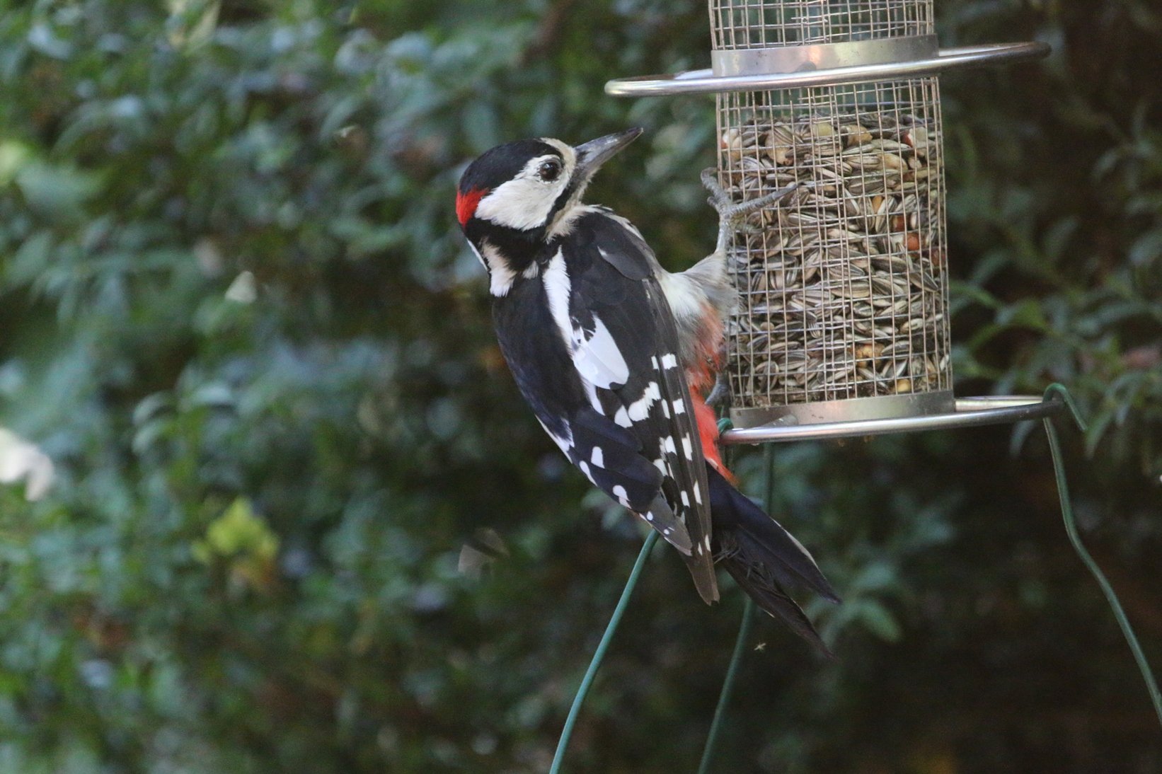  Junger Specht: Größe hat doch manche Vorteile (Foto: Hermann Kunze)