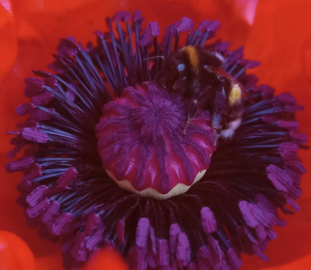 Im Naturgarten sitzt eine Gartenhummel an den Staubblättern der Orientmohns.