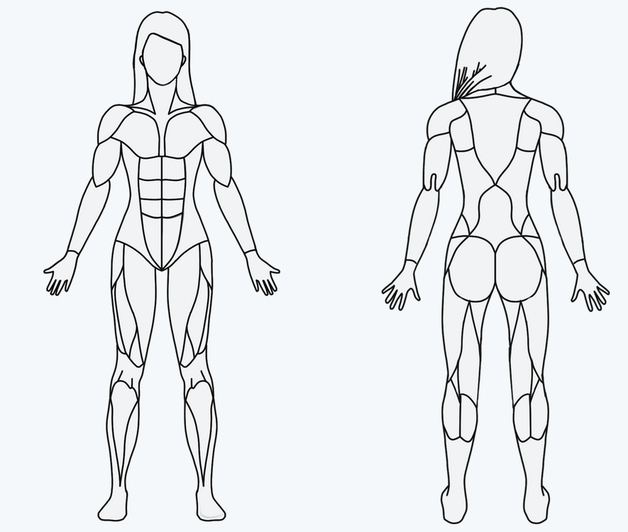 Wikipedia für Muskeln - schnelle Hilfe für Sportler
