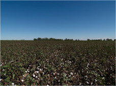 コットンの産地