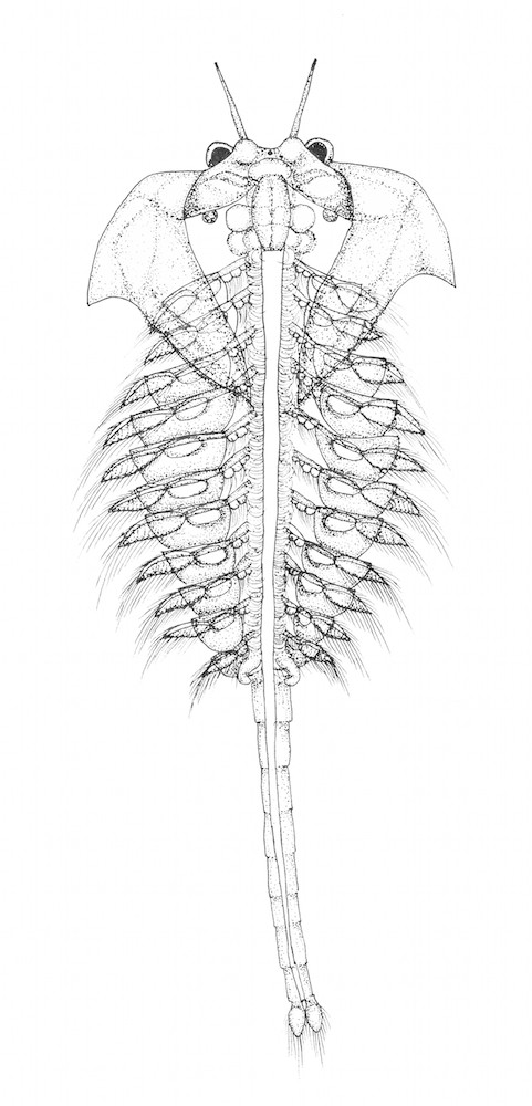 Male Brine Shrimp / Salzkrebschen Männchen