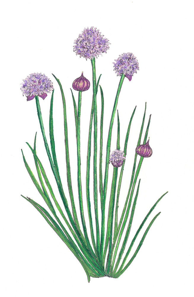 Chives / Schnittlauch