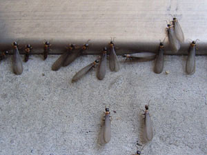 羽あり ヤマトシロアリ