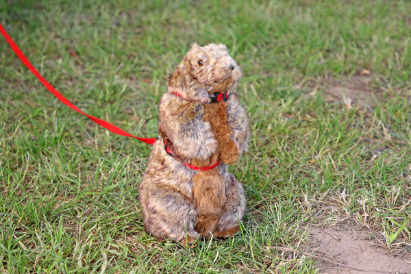 Ape-Treffen in der Ortenau 2023