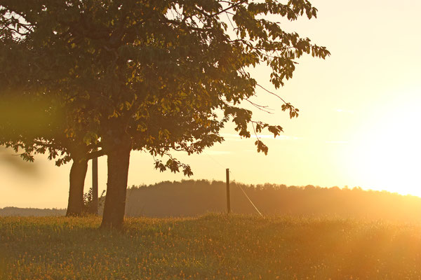 PPOW Ape-Treffen in Herznach 2019