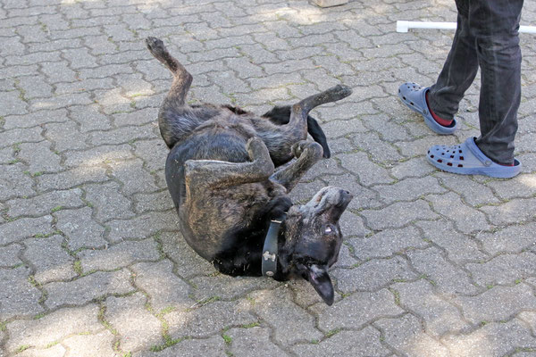 Ape-Treffen in der Ortenau 2023