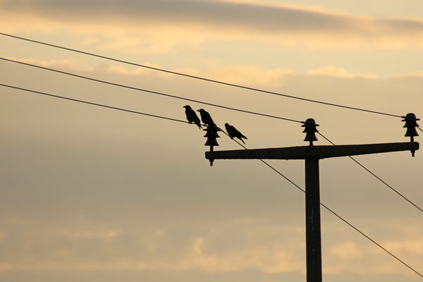 PPOW Ape-Treffen in Herznach 2019