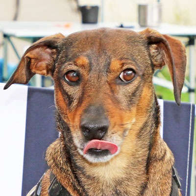 Ape Treffen Ortenau 2019