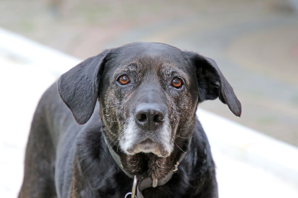 Ape-Treffen in der Ortenau 2023