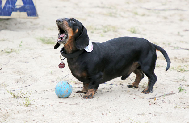 Ape-Treffen in der Ortenau 2023