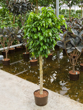 Ficus Columnar Stamm