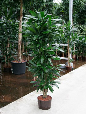 Dracaena Janet Lind verzweigt