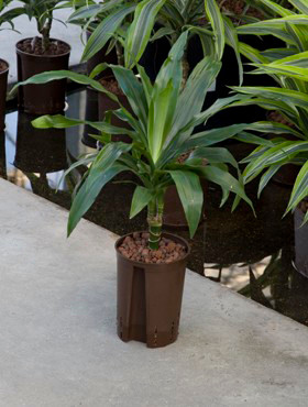 Dracaena Janet Craigh 15cm