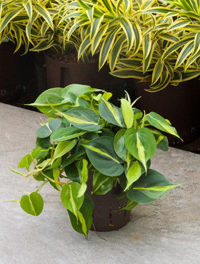 Philodendron Brasil