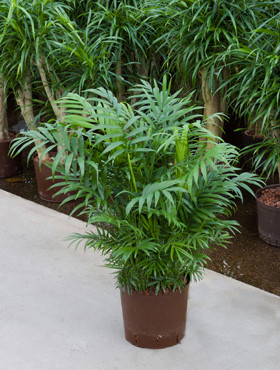 Chamaedorea elegans